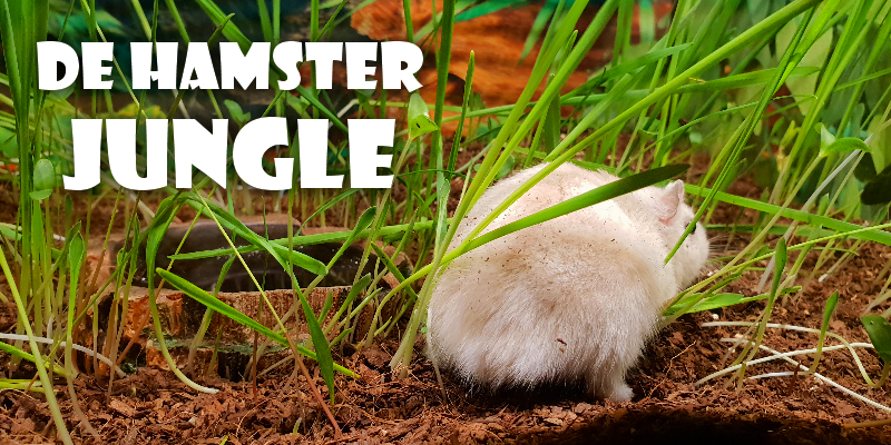 Klein onbekend Kilimanjaro Een Hamster Jungle maken van je hamsterverblijf doen we zo!